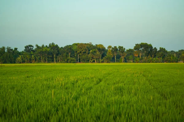稻田里美丽的天然绿色稻是水稻田里用来种植半水稻田的水稻田 — 图库照片