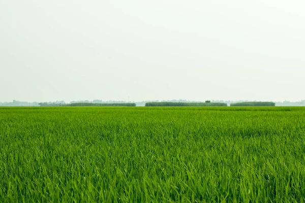 Yeşillik Çeltik Tarlaları Dikkatinizi Her Zaman Çeker Paddy Pilavı Dünya — Stok fotoğraf