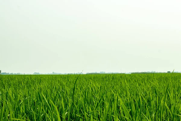 Pirinç Tarımı Asya Nın Başlıca Işlerinden Biridir Yeşillik Çeltik Tarlaları — Stok fotoğraf