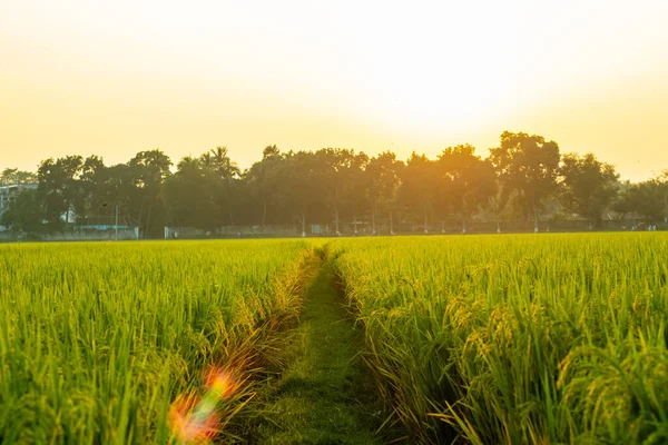 The paddy field is a typical ecosystem in monsoon Asia. The main purpose of a paddy field is food production. Time to harvest on cereal farms and agriculture in Asia