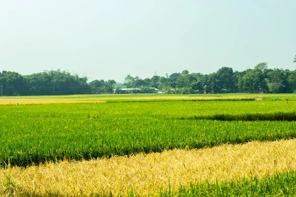 Köyde Olgunlaşmamış Olgunlaşmamış Bir Çeltik Pirinç Olgunlaşır Rengi Yeşilden Altın — Stok fotoğraf