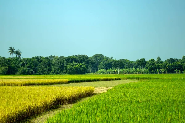 水稻成熟了 它的颜色从绿色变成了金色 成熟稻谷的芬芳和农民的笑声 村里未成熟的稻谷 — 图库照片