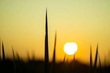 Taze yeşil çeltik tarlası. Akşamüstü, köydeki bir çeltik tarlasında, güzel, yeşil bir pirinç bitkisinin üzerinde. Köyün yeşil çeltik tarlalarında yeşil güzelliğin tadını çıkar.