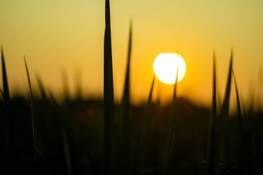 Akşamüstü, güzel, doğal yeşil bir pirinç bitkisinin üzerinde köydeki bir çeltik tarlasında olgunlaşmamış pirinç.