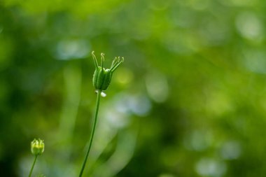 Kara kimyon, Nigella sativa, ayrıca siyah tohum, siyah kimyon, Roma kişniş otu, kalonji, Kalojira, veya rezene çiçeği olarak da bilinir, yıllık bitki. Ölüm hariç tüm hastalıkların tedavisi. Herkes için harika bir ilaç