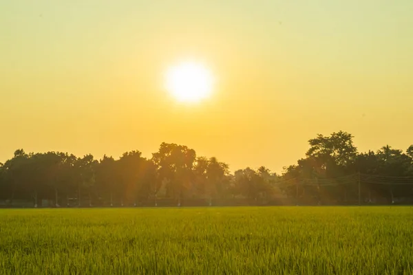 Sarı Yeşil Pirinç Tarlası Sabah Gündoğumunda Taze Yeşil Çeltik Tarlası — Stok fotoğraf