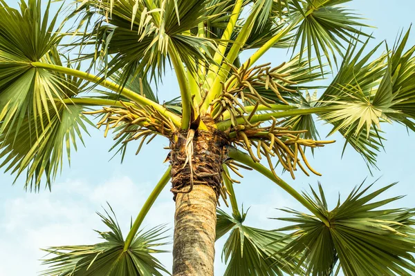 Palmyra Palm Tree is native of tropical Africa and Asia. Borassus flabellifer, commonly known as doub palm, palmyra palm, tala or tal palm, toddy palm, or wine palm, or lontar
