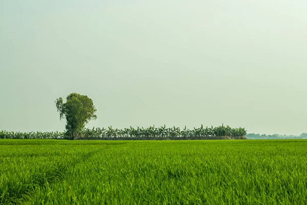 Paddy Pirinç Tarlaları Tropikal Subtropikal Asya Daki Büyük Tarım Alanlarını — Stok fotoğraf