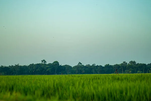 在村里的绿色稻田里欣赏着绿色的美丽 村中稻田里一株美丽的天然未成熟水稻黄昏时分 — 图库照片