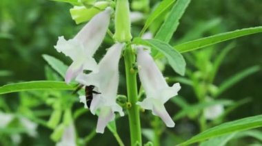 Susam tohumları Susam İndicum bitkisinden gelir ve arılar bal toplar