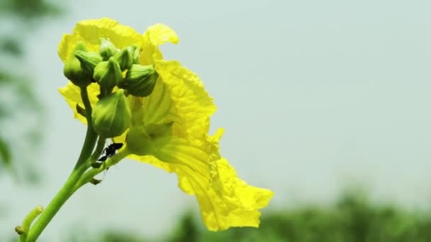 Spons Kalebas Dhundol Loofah Een Geweldige Groente Deze Plant Zeer — Stockvideo