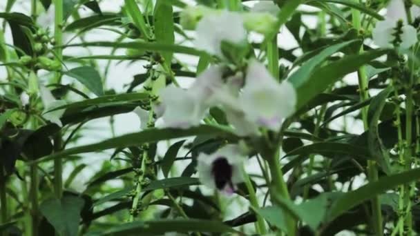 Бджоли Інші Комахи Збирають Мед Квітів Сезам — стокове відео