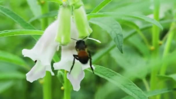 Sesame Plants Bees Together Collecting Honey Sesame Flowers — Stock Video