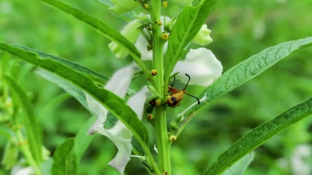 当地原生或烘烤种子的名称为 Tishe 蜜蜂在采蜜芝麻花 — 图库视频影像