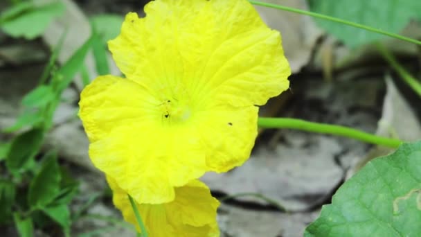 スポンジ ゴールド Sponge Gourd またはダンドル Loofah かなり黄色の花を咲かせ 人気のある野菜です — ストック動画
