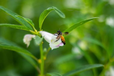 Böcekler ve Arılar çiçekten bal topluyor. Susam, Pedaliaceae bitkisinin kadife çiçekleri ve zinyalar gibi ılıman mevsimlik bir bitkidir.