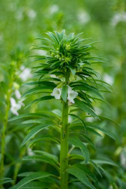 Susam yaygın olarak ekilen bir bitkidir ve yemek pişirmek için yağ üretir. Bir grup Susam, Pedaliaceae ailesi. Susam bitkileri çan şeklinde sarkaçlı çiçekler üretir.