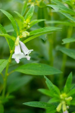 Susam, susamum familyasından bir bitki türü. Susam çiçeğinin çiçekleri şeytan pençesine benzer bir şekle sahiptir. Arılar çiçekten bal topluyor.