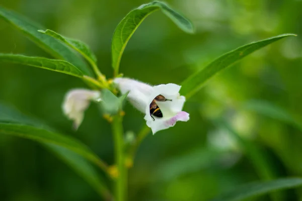 Sezamie Białe Kwiaty Lilii Owady Pszczoły Zbierają Miód Sezamkowych Kwiatów — Zdjęcie stockowe