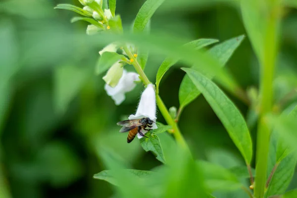 stock image Sesamum indicum flower is actually quite beautiful and the plants are commonly used to make oil. Insects and Bees are collecting honey from the flower