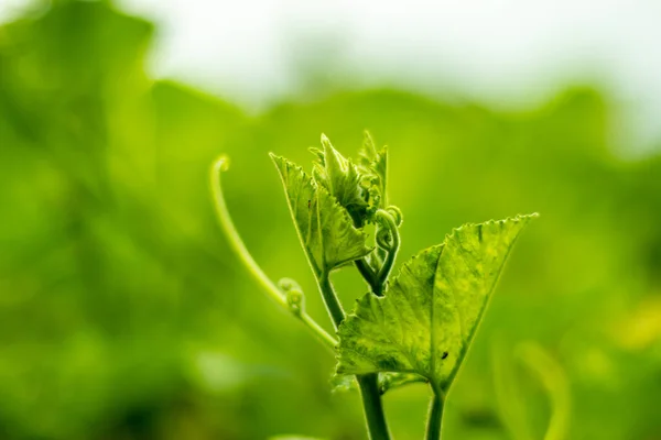南瓜植物的尖端 这是一个伟大的蔬菜来源 南瓜往往是非常口渴的植物 需要大量的水和阳光才能生长 — 图库照片