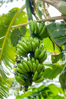 Yeşil muzlar, sindirim ve bağırsak sorunlarının tedavisi için değerli olan besin lifleriyle doludur. Yeşil ve olgunlaşmamış muzlar potasyum açısından zengindir.