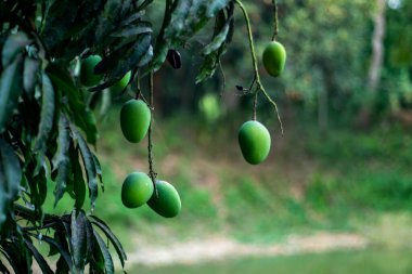 Çiğ mangolar C vitamini bakımından zengindir, bu da çeşitli hastalık riskini azaltmaya yardımcı olabilir.
