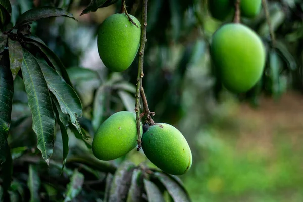 Zöld Mangó Egy Fiatal Éretlen Mangó Nyers Mangó Gyümölcsnek Gazdag — Stock Fotó