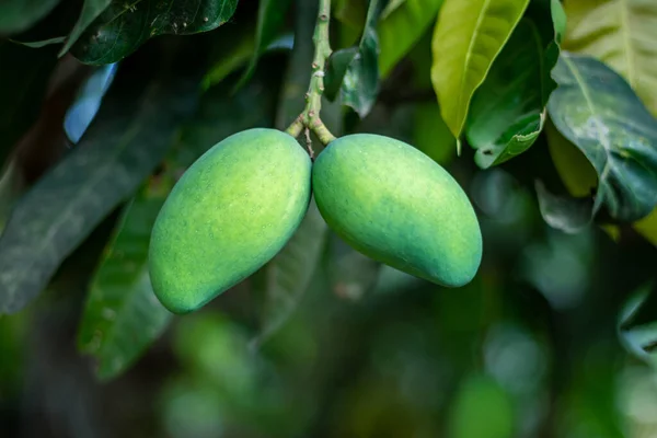 Mangó Mindig Nyersen Ehető Ezért Hívják Ezt Mangót Zöld Mangónak — Stock Fotó
