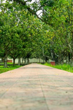 Bu yollar çöller boyunca, büyük ormanlar boyunca, güzel ağaçlar boyunca seyahat eder. Orman yolunda yokuş aşağı uzanan güzel, düz, boş bir orman. Orman ağaçlarının arasından dümdüz boş kırsal yol