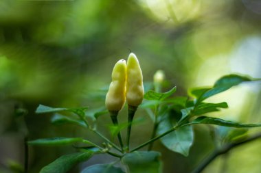 Beyaz biber, büyük boy bir kapsiyum familyasından, bahçedeki beyaz kırmızı biber çiçeğinden oluşan bir kırmızı biberdir. Bahçede acı biber çiçekleri açıyor..