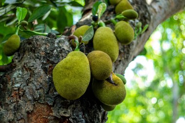 Jackfruit 'in eti iyi bir C vitamini kaynağıdır ve tohumları protein, potasyum, kalsiyum ve demir kaynağıdır, Jackfruit ayrıca folat, niasin ve riboflavin içerir.