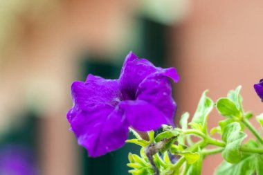 Menekşe çiçeği Petunia integrifolisi Arjantin 'e özgüdür ve her yıl koyu mor çiçeklerle yayılır. Güneşin altında olmayı ve verimli topraklara ekilmeyi tercih ederler.