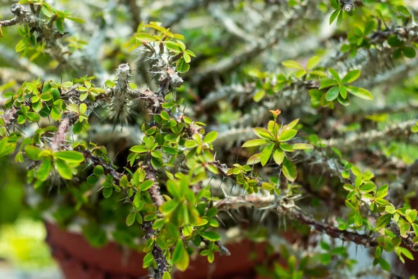 Euphorbia Milii Korona Cierniowa Jest Wolno Rosnącą Rośliną — Zdjęcie stockowe