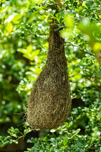 stock image Materials used for building nests include fine leaf fibers, grass, and twigs. Weaver birds make their nests with various materials, depending on where they live