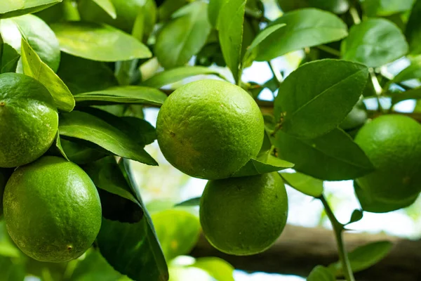 stock image Lemons are bright, round, and yellow citrus fruit with acidic juice inside them. They are sour in taste. Green Lemons contain high levels of citric acid.