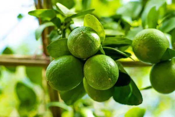 Green Lemons contain high levels of citric acid. Lemon juice is a great source of Vitamin C and a good source of both folate and potassium