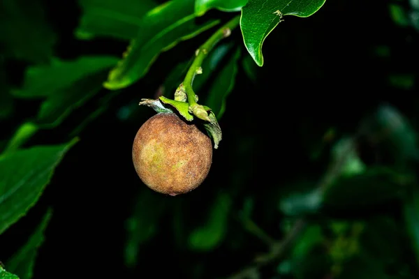 Sapodilla, this is a type of sweet fruit. Which is very yummy, sweet, delicious and calorie-rich fruit. Sapodilla fruits are loved around the world and are also called sapota, chikoo, chiku, naseberry