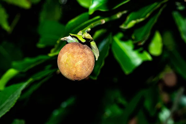 Sapodilla fruits are loved around the world and are also called sapota, chikoo, chiku, naseberry, or nispero. Sapodilla or Lamood is another popular tropical fruit in Thailand