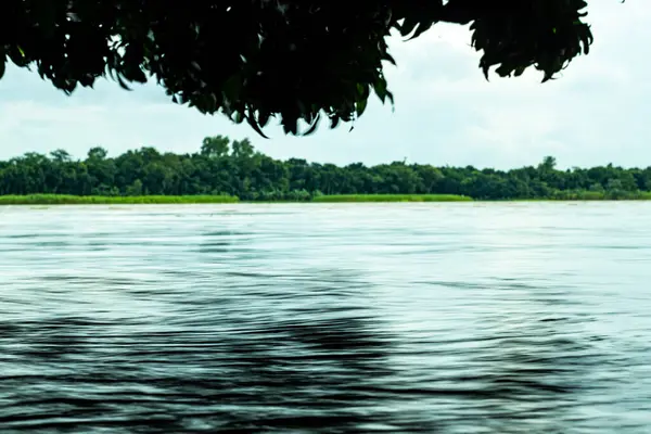 Las Hojas Colgaban Acechaban Sobre Agua Flotante Del Río Temporada —  Fotos de Stock