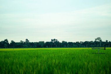Çeltik tarlaları köyün geleneksel tarım metodudur. Pirinç ılık, sulu toprakta yetişir.
