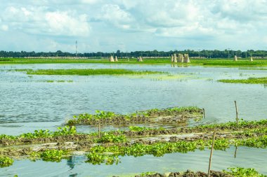 Jüt bitkilerini suya batırmak reaksiyondur. Bitkilerin sapları toplandıktan sonra toplanır ve ıslanır.