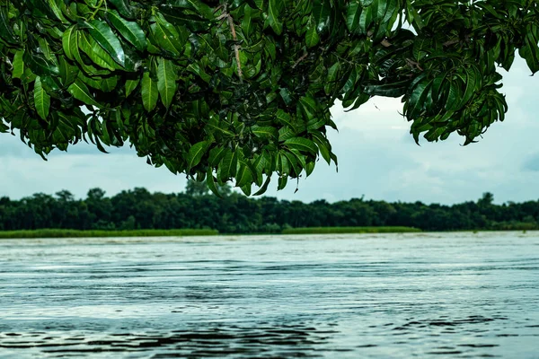 Mango leaves and stalks above the river floating water or Monson season. Blue sky, clouds, river, lake floating water