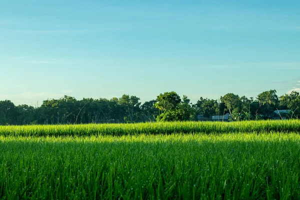 稻田也被称为稻田 面积小 水平线上 是南亚和东亚用来种植水稻的洪水泛滥地 稻田是农村传统的耕作方式 — 图库照片