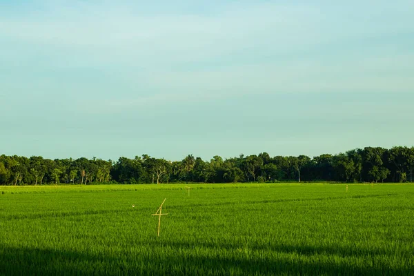 Polní Rýžové Pole Zaplavené Pole Orné Půdy Které Používá Pěstování — Stock fotografie