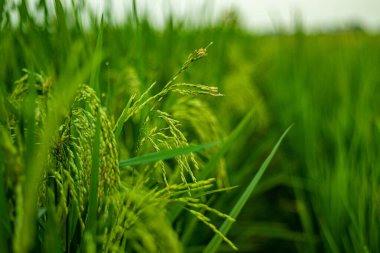 Yeşillik çeltik tarlaları dikkatinizi her zaman çeker. Çeltik tarlası pirinç ve diğer yarı su ürünleri yetiştirmek için kullanılan tarıma elverişli bir arazidir.