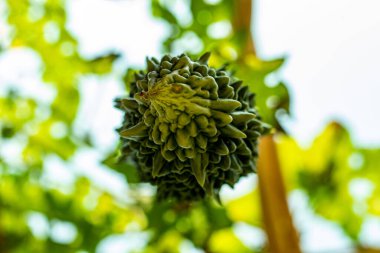 Halk arasında balsam armudu, acı kabak, kavun, karela veya kugua olarak bilinir. Büyük bir tıbbi süper sebze, acı kabak birçok hastalıkla savaşmaya yardımcı olan zengin bir C vitamini kaynağıdır.