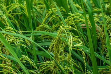 Bugünün çeltik tarlalarının çevresel maliyetleri arasında tarlaların tarım alanlarına dönüştürülmesi de yer alıyor. Daha büyük tarımsal alan Paddy alan ekosistemi yüzeyden oluşur