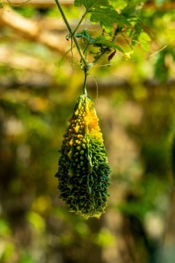 Acı kavun aynı zamanda acı kabak ya da Momordica charantia olarak da bilinir. Aynı zamanda acı kavun, salatalık, balsam armudu, elma ya da kabak olarak da bilinir.