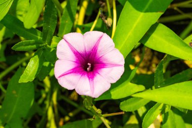 Su ıspanağı tropikal ve subtropikal bölgelerde bulunan istilacı bir sarmaşıktır. Sapları oyuktur, düğümlere kök salar ve tamamen su ve beyaz olduğunda süzülür, ya da soluk pembe renkli çiçeklerdir.